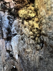 Nimbopsocus australis