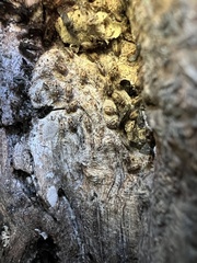 Nimbopsocus australis
