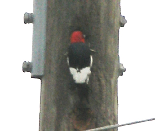 Melanerpes erythrocephalus