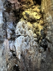Nimbopsocus australis