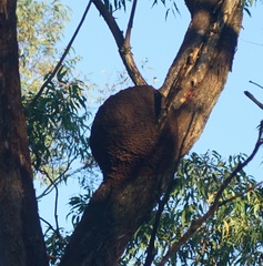 Nasutitermes walkeri