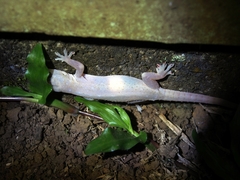 Hemidactylus frenatus image