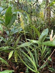 Calanthe davidii