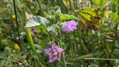 Malva