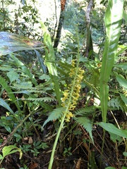 Calanthe davidii