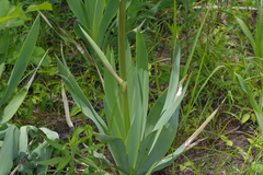 Yucca cernua