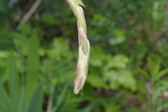 Yucca cernua