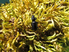 Pterostichus aterrimus