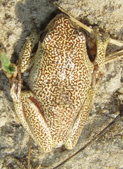 Hyperolius parallelus