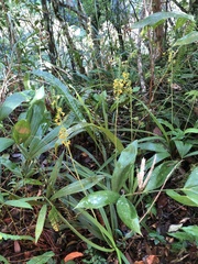Calanthe davidii