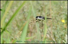 Sporophila lineola