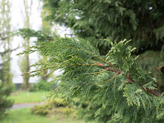 Cupressus × leylandii