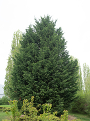 Cupressus × leylandii