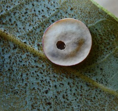 Paracraspis guadaloupensis