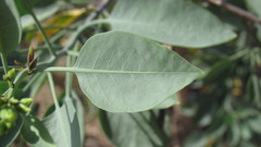 Nicotiana glauca