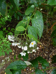 Solanum concinnum