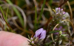 Amphithalea ericifolia