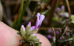 Amphithalea ericifolia
