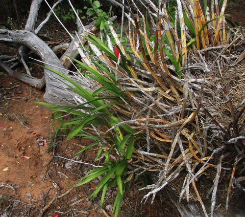 Ansellia africana image