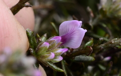 Amphithalea ericifolia