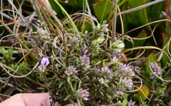 Amphithalea ericifolia