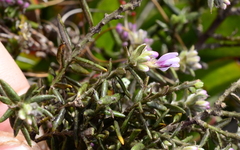 Amphithalea ericifolia