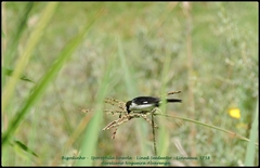 Sporophila lineola