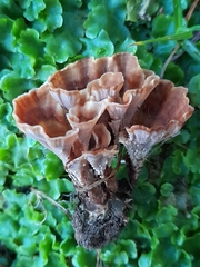 Podoscypha petalodes