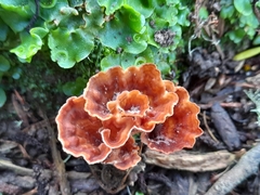 Podoscypha petalodes