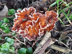 Podoscypha petalodes