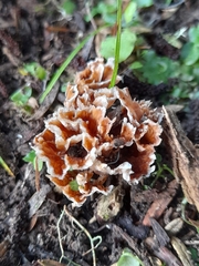Podoscypha petalodes