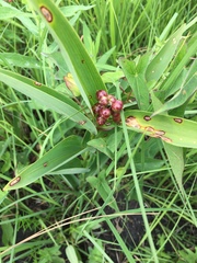 Maianthemum stellatum