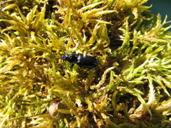 Pterostichus aterrimus