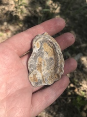 Ostreoidea