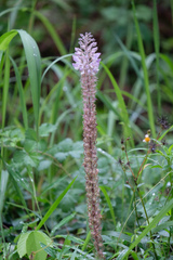 Uraria crinita