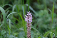 Uraria crinita