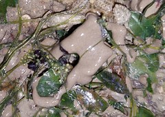 Didemnum psammatodes