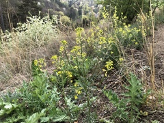 Erysimum crepidifolium