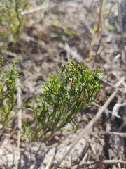 Thamnochortus obtusus