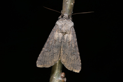 Agrotis segetum