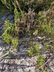 Thamnochortus obtusus