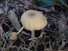 Entoloma albidosimulans