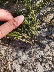 Thamnochortus obtusus