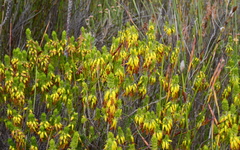 Erica coccinea