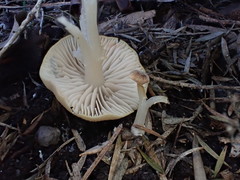 Entoloma albidosimulans