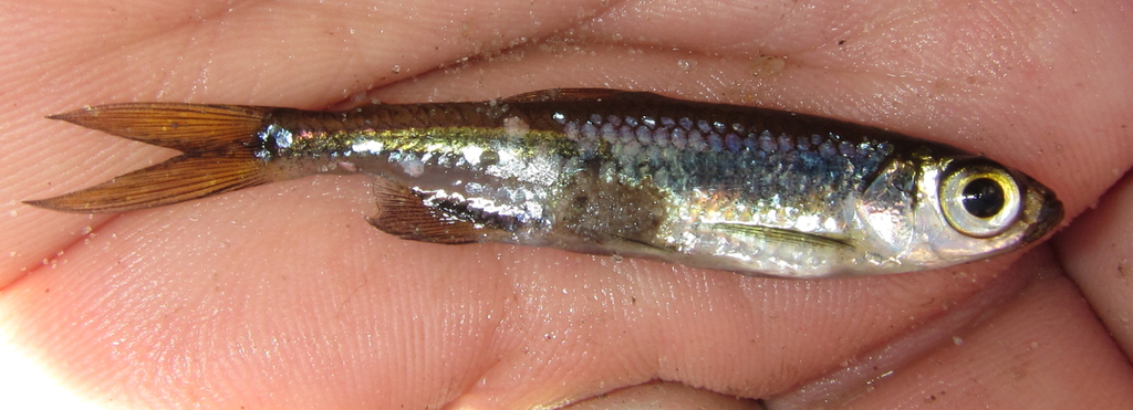 Okavango Robber