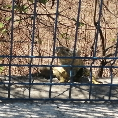 Ctenosaura pectinata