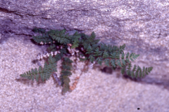 Cheilanthes hypoleuca