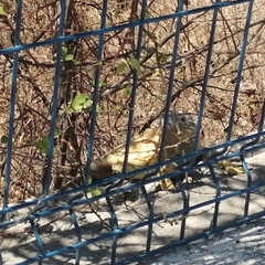 Ctenosaura pectinata