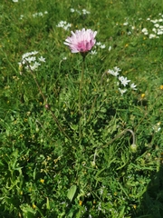 Crepis rubra